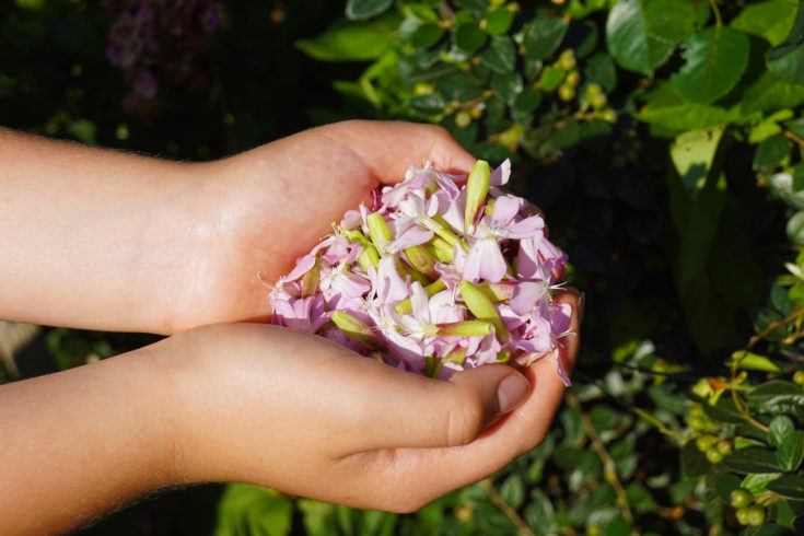 Grow Soap 8 Saponin Rich Plants That Can Be Made Into Soap