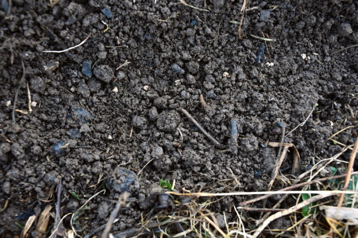 Planting Beets In Fall