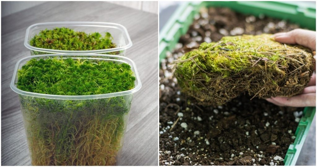 New 1 Bag Natural Dry Organic Matter Terrarium Sphagnum Moss Orchids for  Potted Plants
