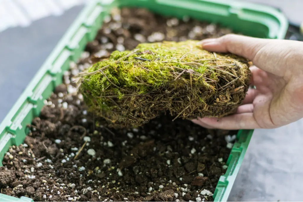 Sphagnum Peat Moss in Gardening: Benefits, How to Use and How Much