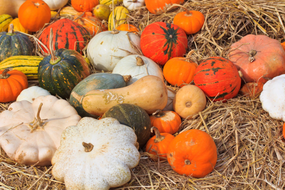 9 Varieties Of Winter Squash You Should Be Cooking This Fall   Winter Squash Hero1 960x640 