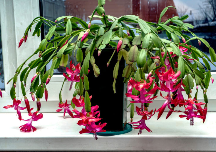 10 Things Every Christmas Cactus Owner Needs To Know