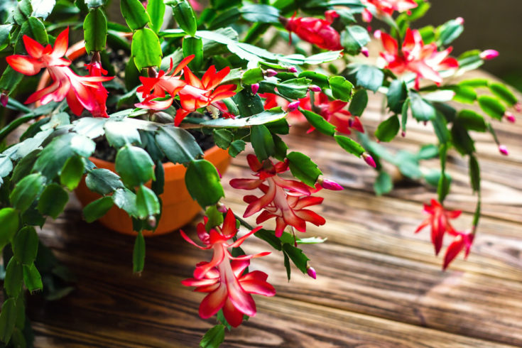 How & When to Prune Your Christmas Cactus (& Why You Need To)