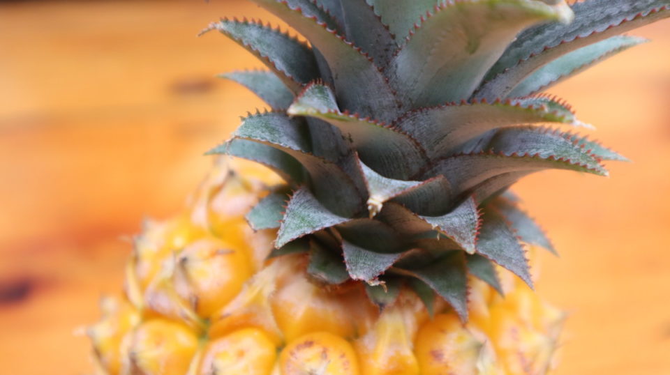 How To Grow A Pineapple Plant From A Pineapple Top