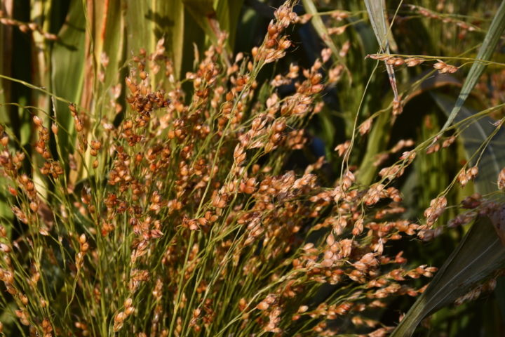 planting-growing-harvesting-broom-corn