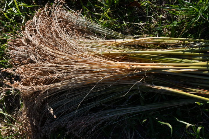 Planting, Growing & Harvesting Broom Corn