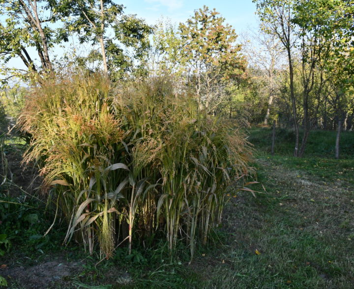 Planting, Growing & Harvesting Broom Corn