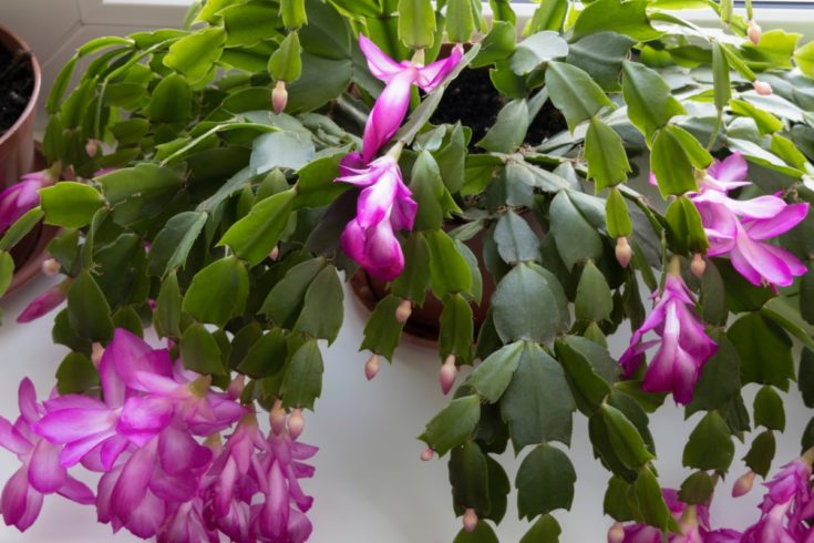 How & When to Prune Your Christmas Cactus (& Why You Need To)