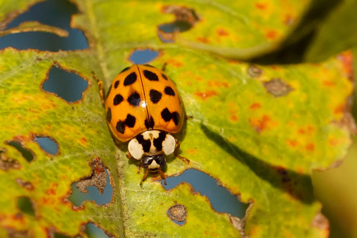 How To Get Rid Of Stink Bugs And Ladybugs In Your Home 8983