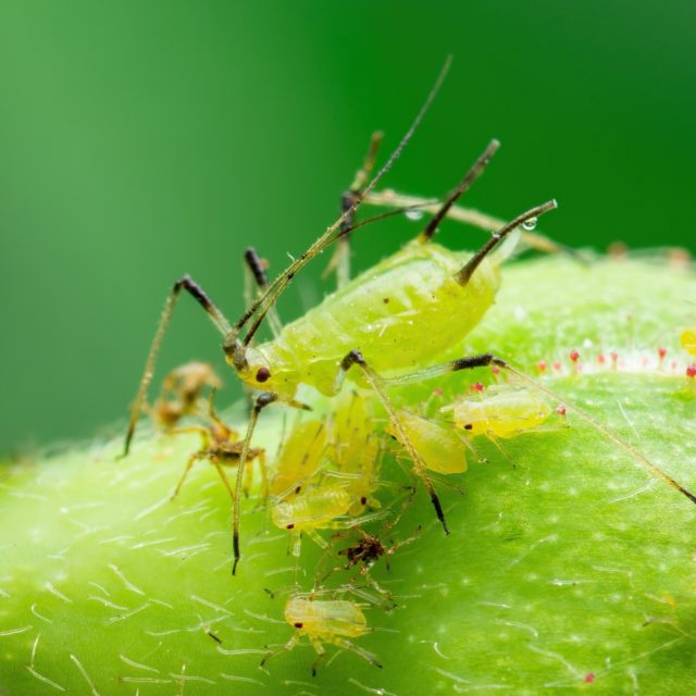 9 Cucumber Pests You Need To Watch Out For