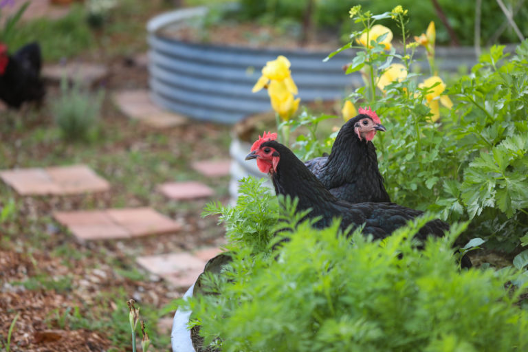 5 Reasons To Grow A Chicken Garden & What To Plant