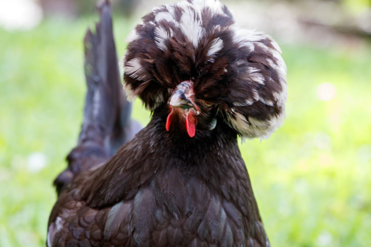 15 Top Chicken Breeds for a Colorful Egg Basket