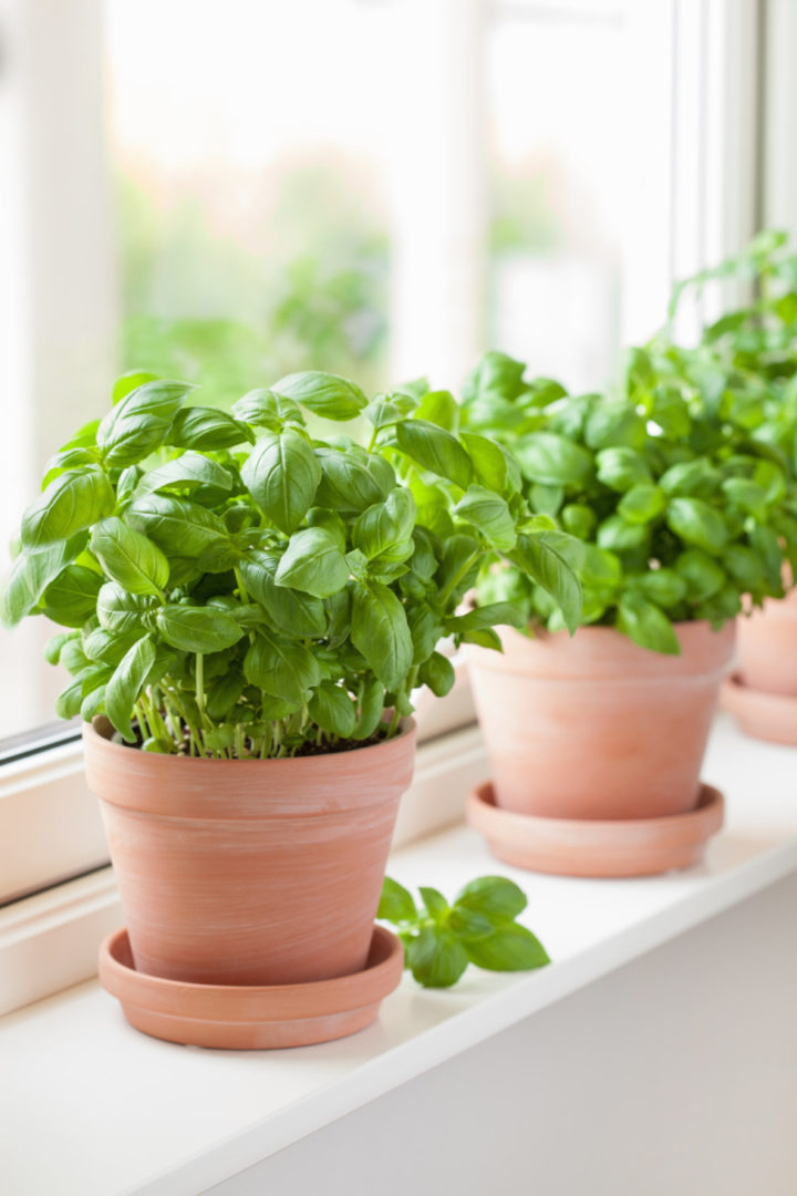 11 Herbs You Can Grow Indoors All Year Round