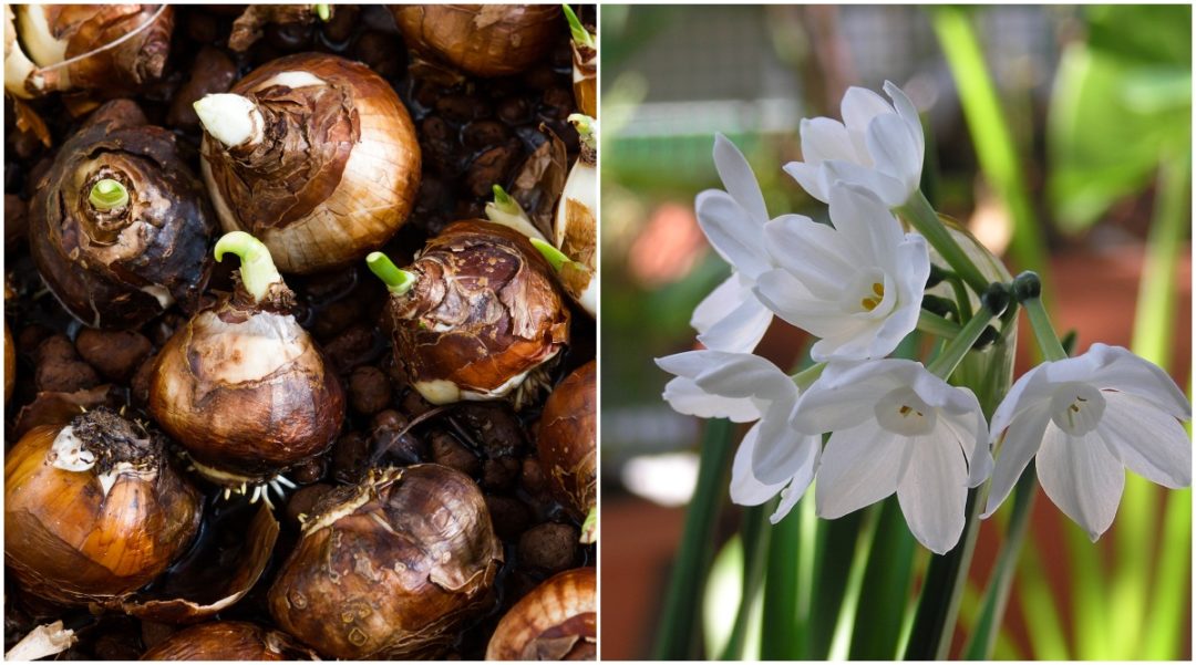 How To Save Paperwhite Bulbs to Bloom Again