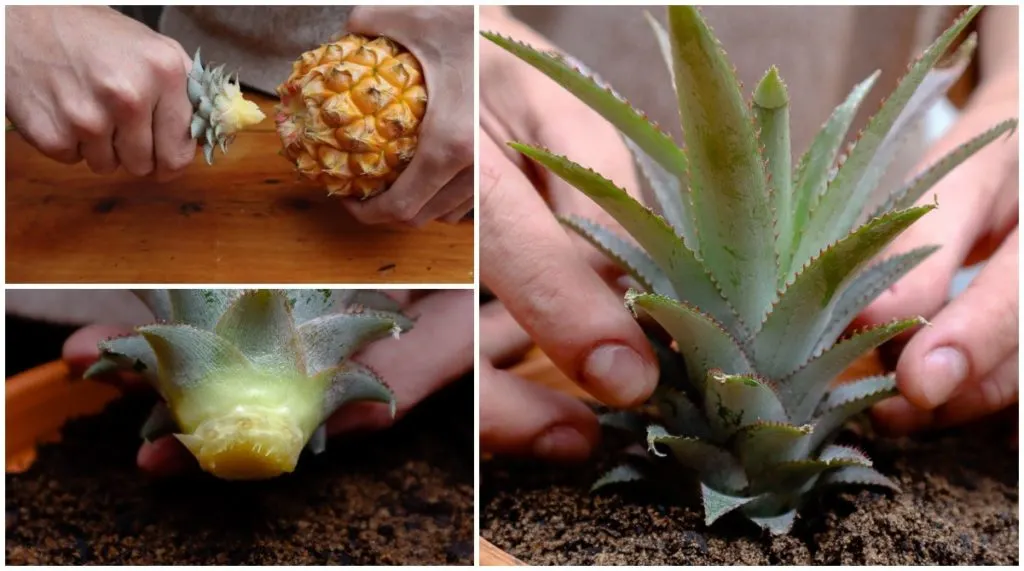 Growing Pineapple Plants: How To Grow Pineapples From Tops