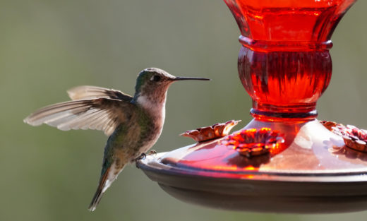 How to Create a Pollinator Paradise Without Getting Overwhelmed