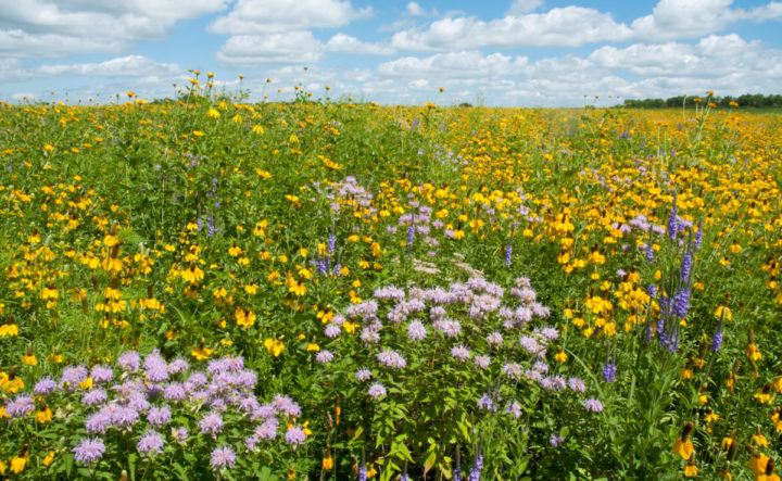 How to Create a Pollinator Paradise Without Getting Overwhelmed