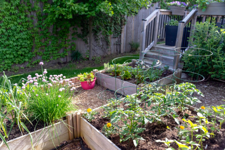 15 Common Square-Foot Gardening Mistakes to Avoid