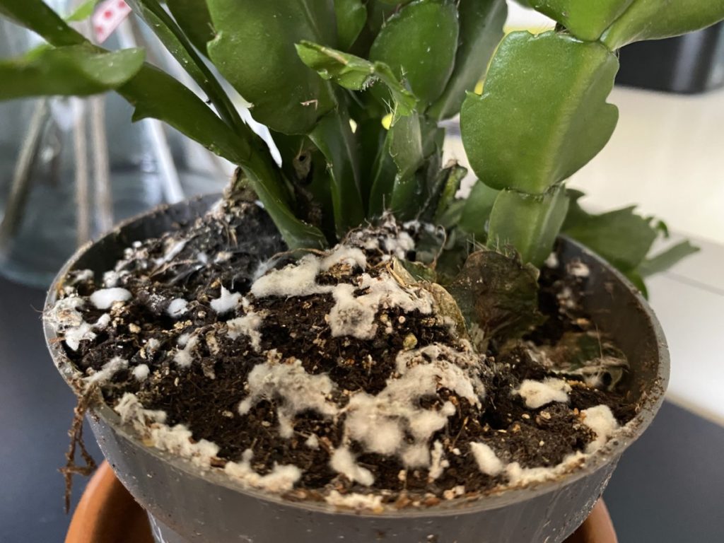 Why Is There White On My Houseplant & How Do Fix It?