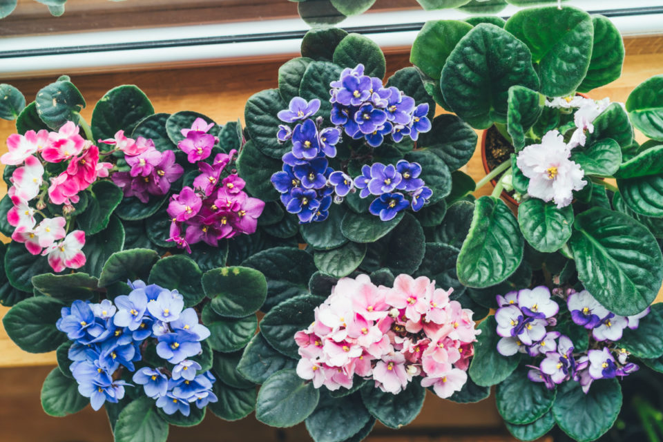 7 Secrets to Keep Your African Violet Blooming All Year Long