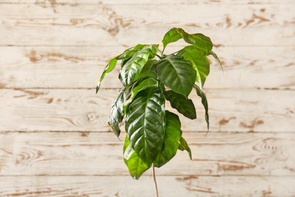 How to Grow a Beautiful Coffee Plant Indoors