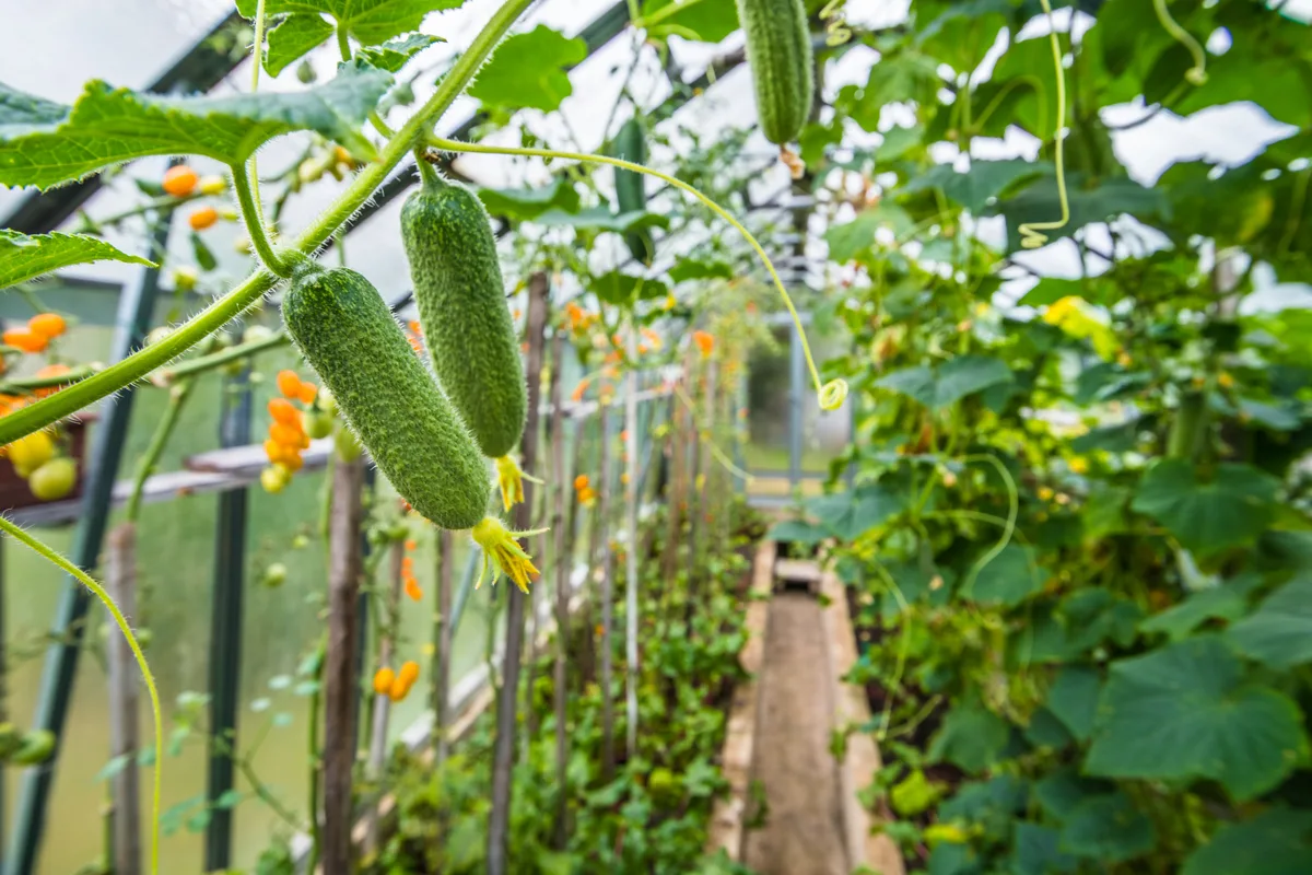 Growing Cucumbers - UC Botanical Garden