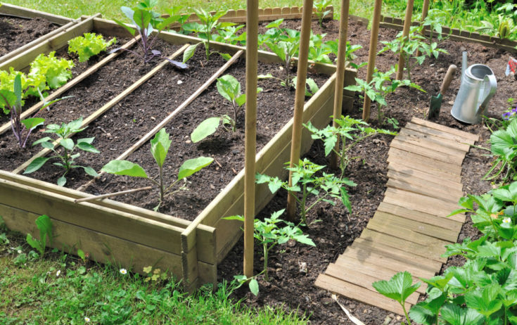 How To Grow An Emergency Garden & Get Food on the Table Quickly