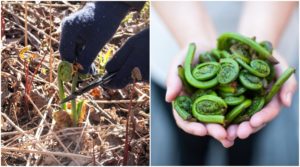 Edible Ferns: Identifying, Growing & Harvesting Fiddleheads