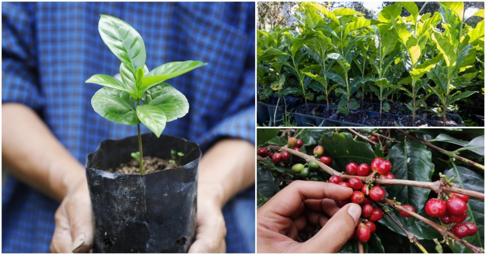 How To Grow Coffee Plants Outdoors The Total Guide
