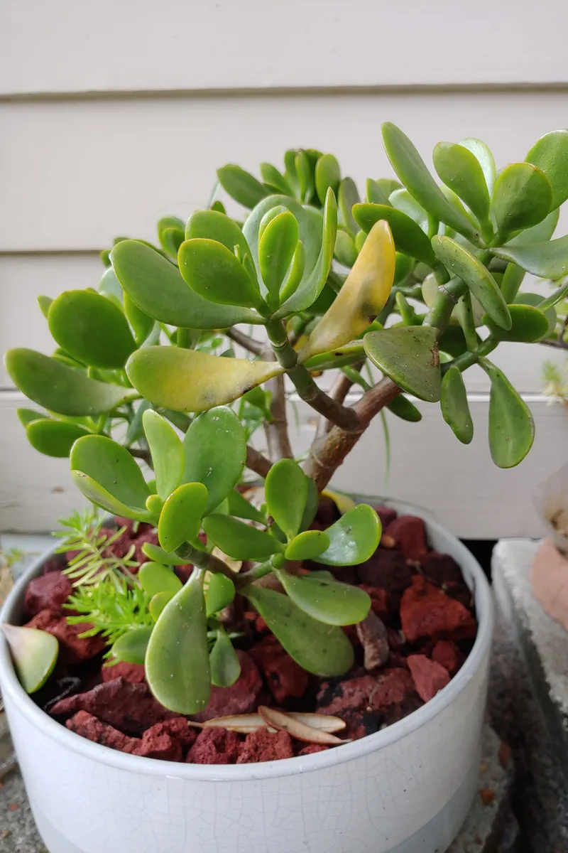 How Trick Your Jade Plant Leaves To Turn Red