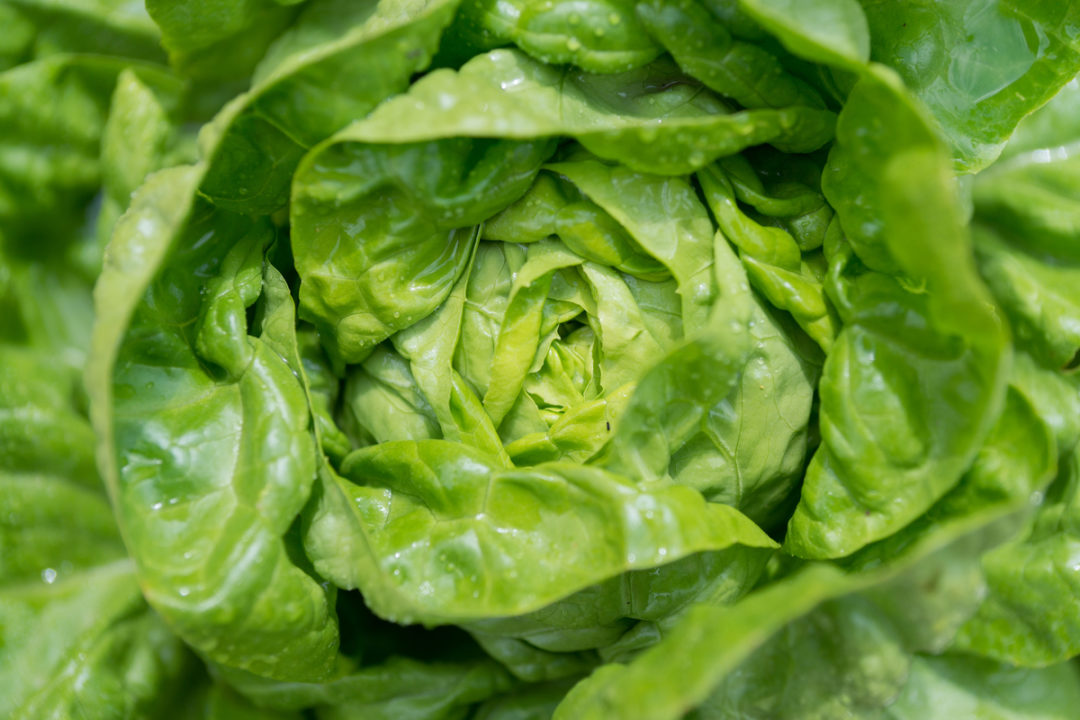 13 Lettuce Growing Problems & How To Fix Them