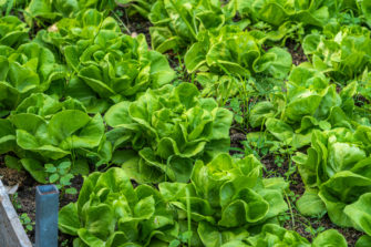 13 Lettuce Growing Problems & How To Fix Them