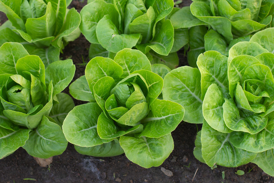 13 Lettuce Growing Problems & How To Fix Them