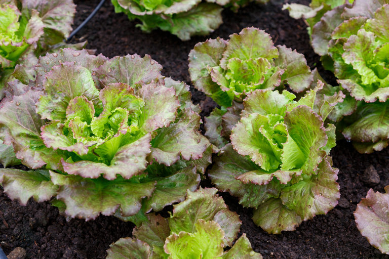 13 Lettuce Growing Problems & How To Fix Them