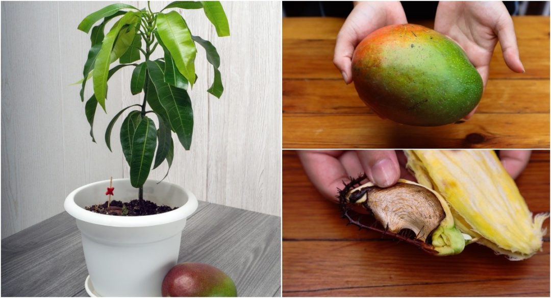 How To Grow A Mango Tree From Seed StepByStep