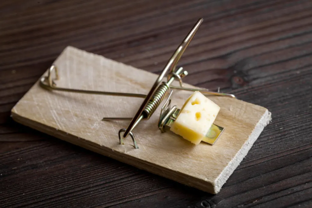 How to store cheese correctly - The Mousetrap