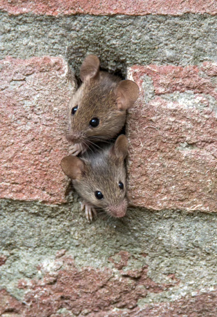 https://www.ruralsprout.com/wp-content/uploads/2022/02/mouse-home-two-mice-701x1024.jpg.webp