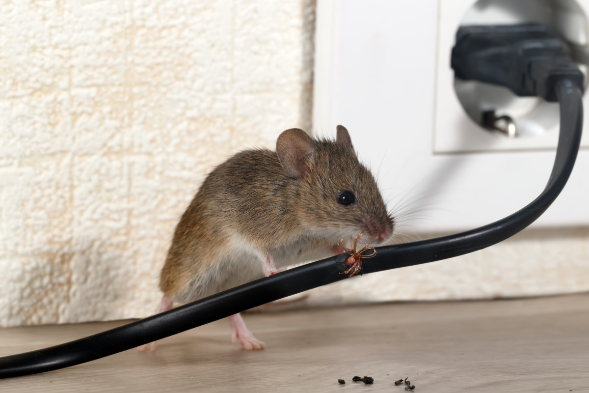 What to Do When Your Mouse Bait Is Repeatedly Stolen