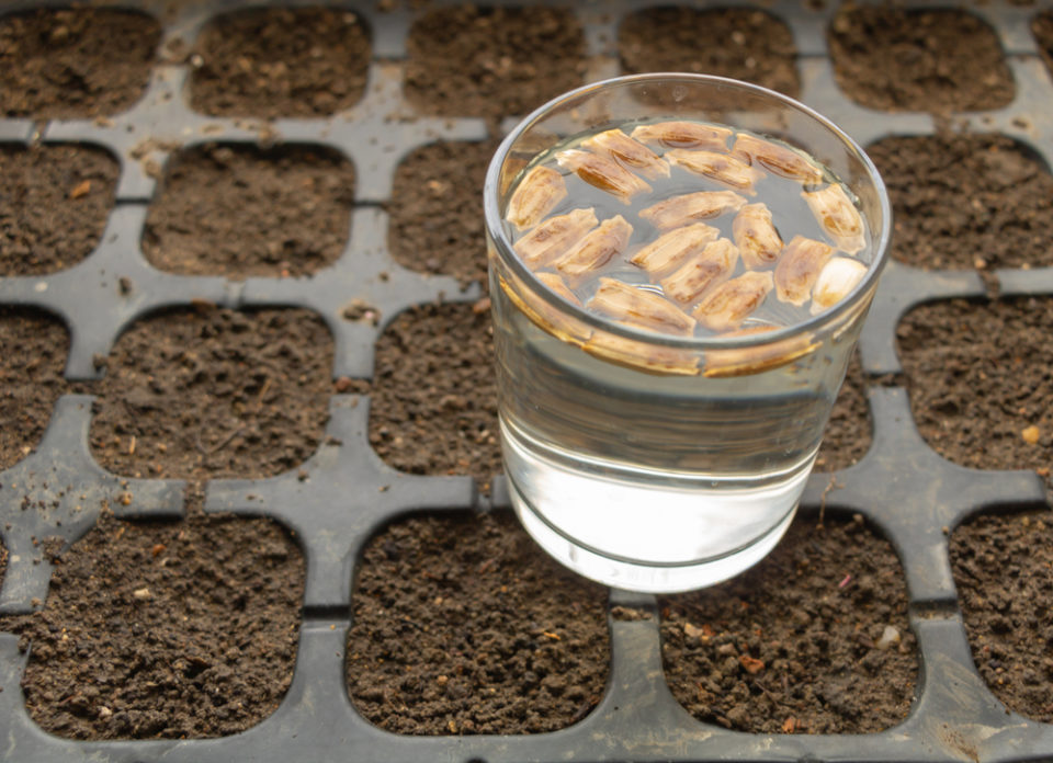 5-reasons-to-soak-seeds-before-planting-how-to-do-it