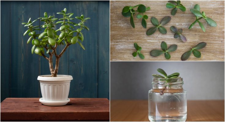 how-to-propagate-a-jade-plant-from-stem-or-leaf-cutting