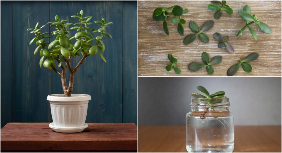 How To Propagate a Jade Plant From Stem or Leaf Cutting