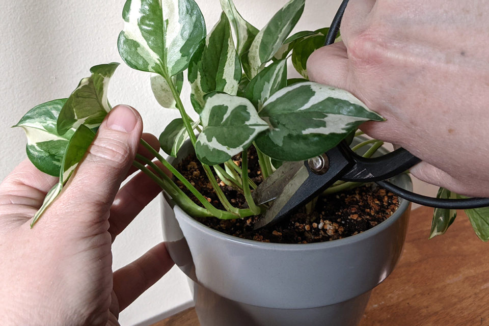 How To Propagate Pothos for Free Plants