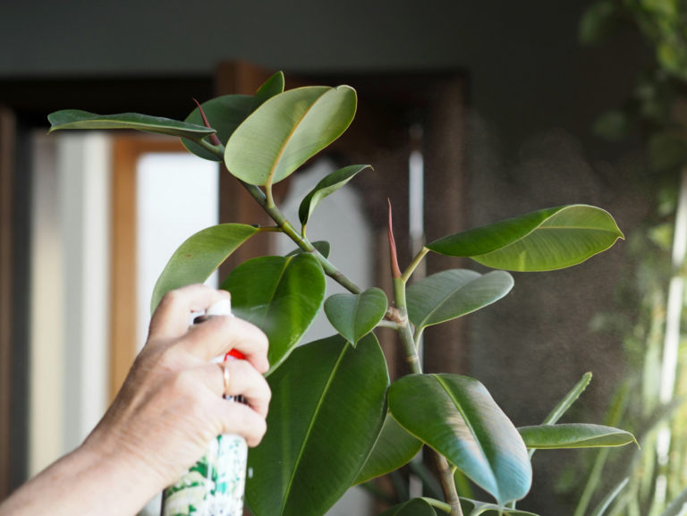 6 Popular Tips That Are Actually Killing Your Houseplants