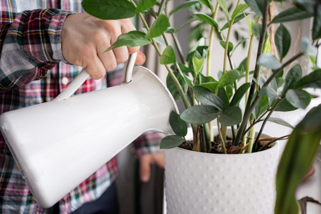 6 Popular Tips That Are Actually Killing Your Houseplants