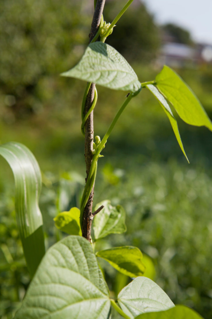 12 Corn Companion Plants & 4 That Should Be Nowhere Near