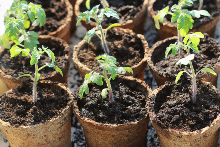 9 Things You Need To Know Before Planting A Single Tomato Seed