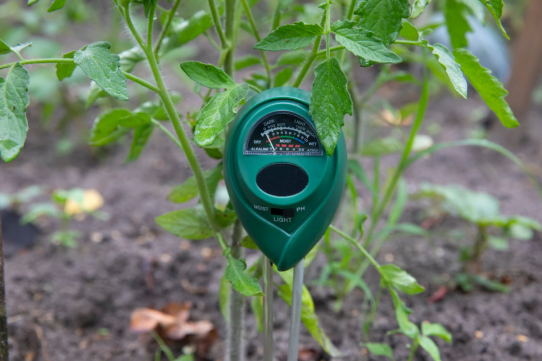 9 Things You Need To Know Before Planting A Single Tomato Seed