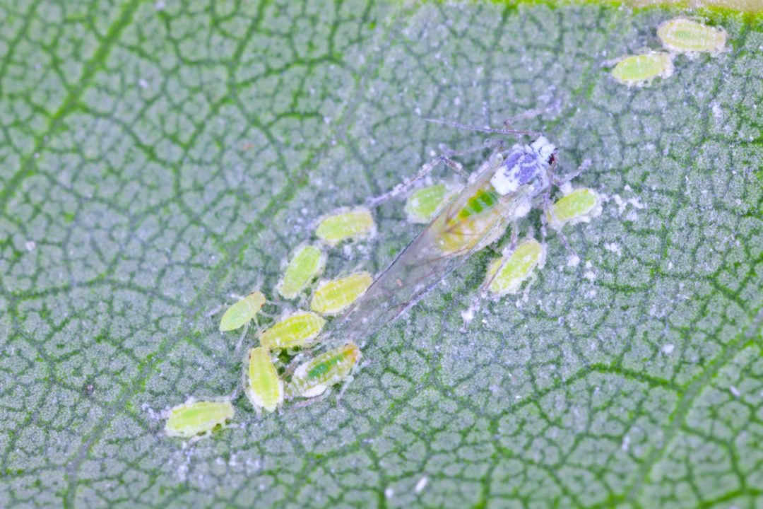 5 Early Signs of Aphids & 10 Ways To Get Rid Of Them