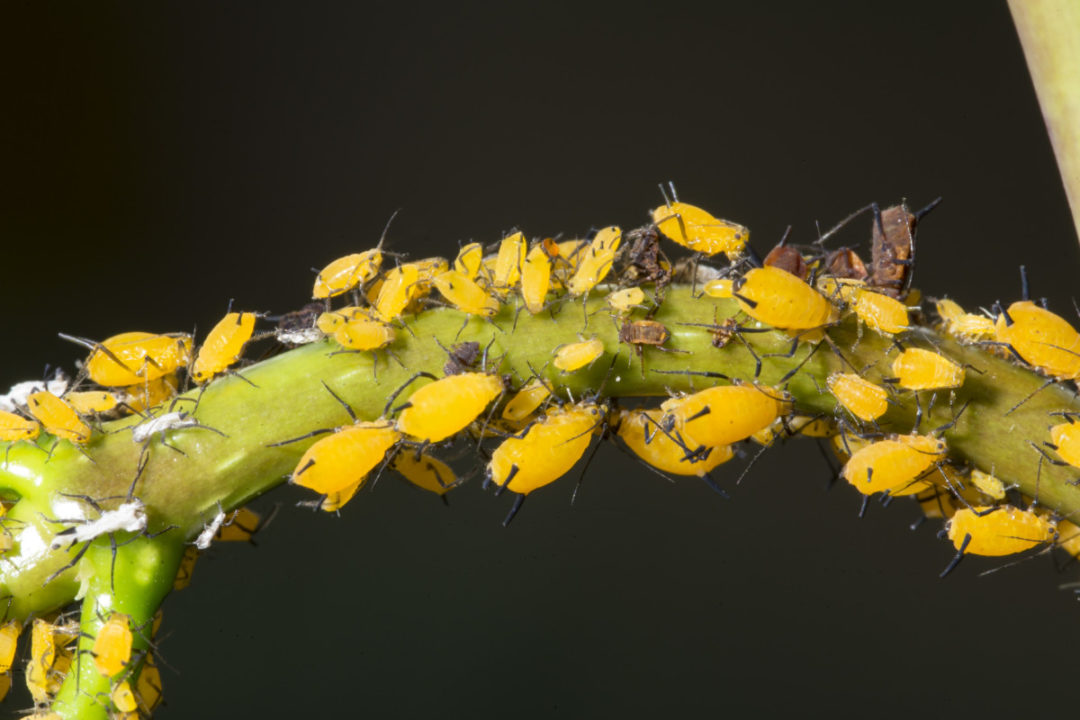 5 Early Signs Of Aphids And 10 Ways To Get Rid Of Them 9980