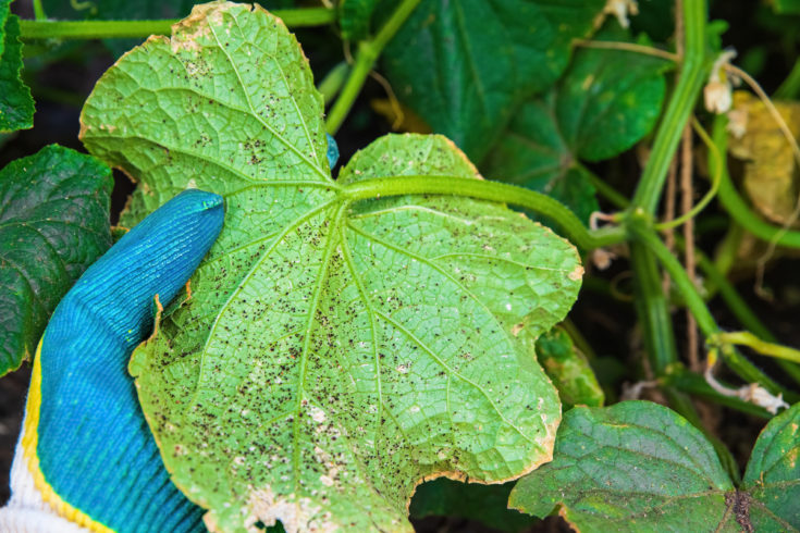 9 Cucumber Pests You Need To Watch Out For